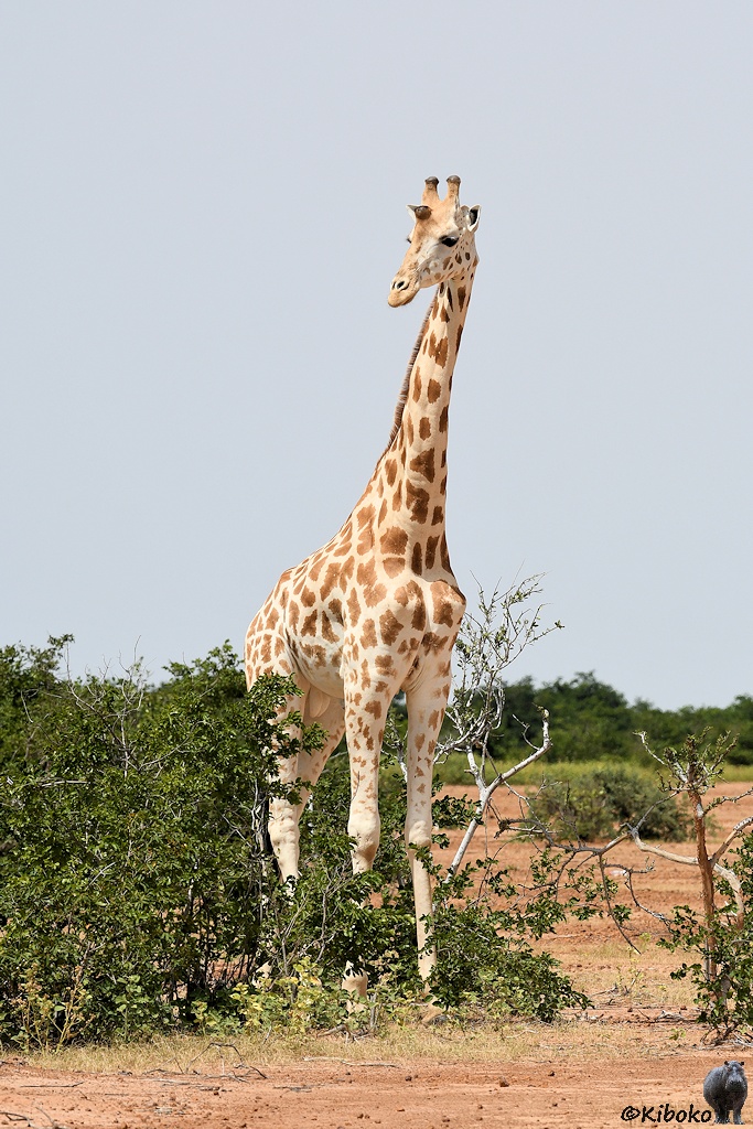 Das Bild zeigt eine Giraffe im Hochformat.