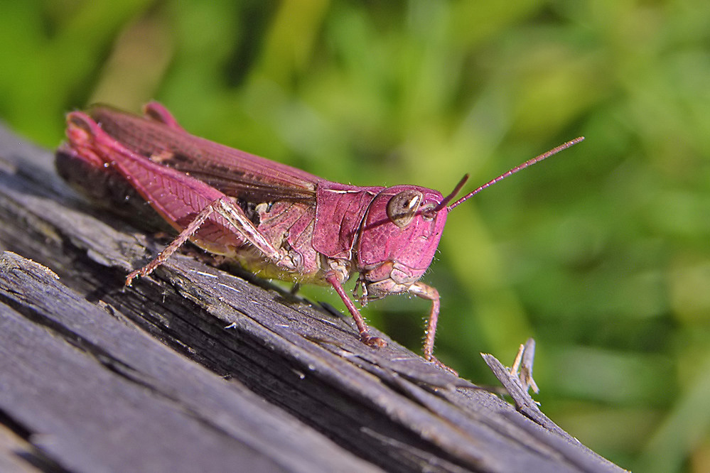 web-biguttulus-rosa.jpg