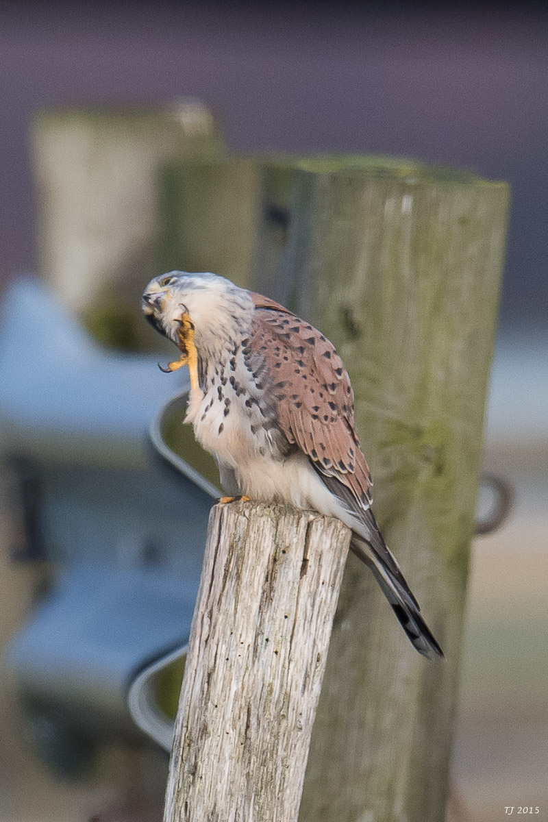 DSC_8181.jpg