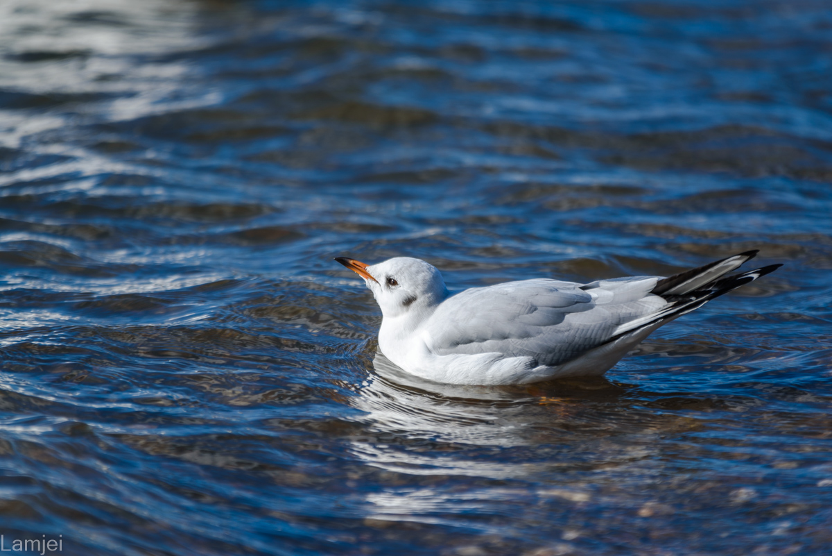DSC_2059.jpg