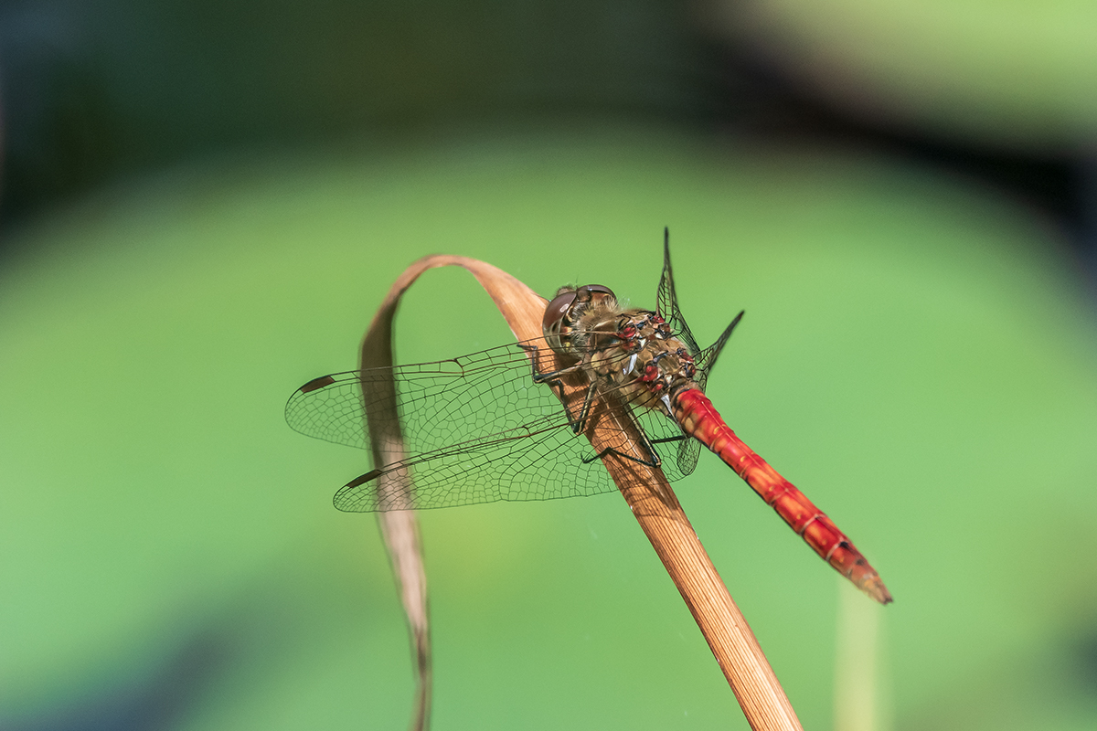 20200813_D500_0928NF.jpg