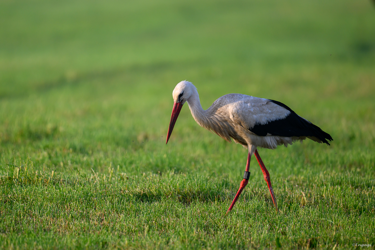 DSC_4442.jpg