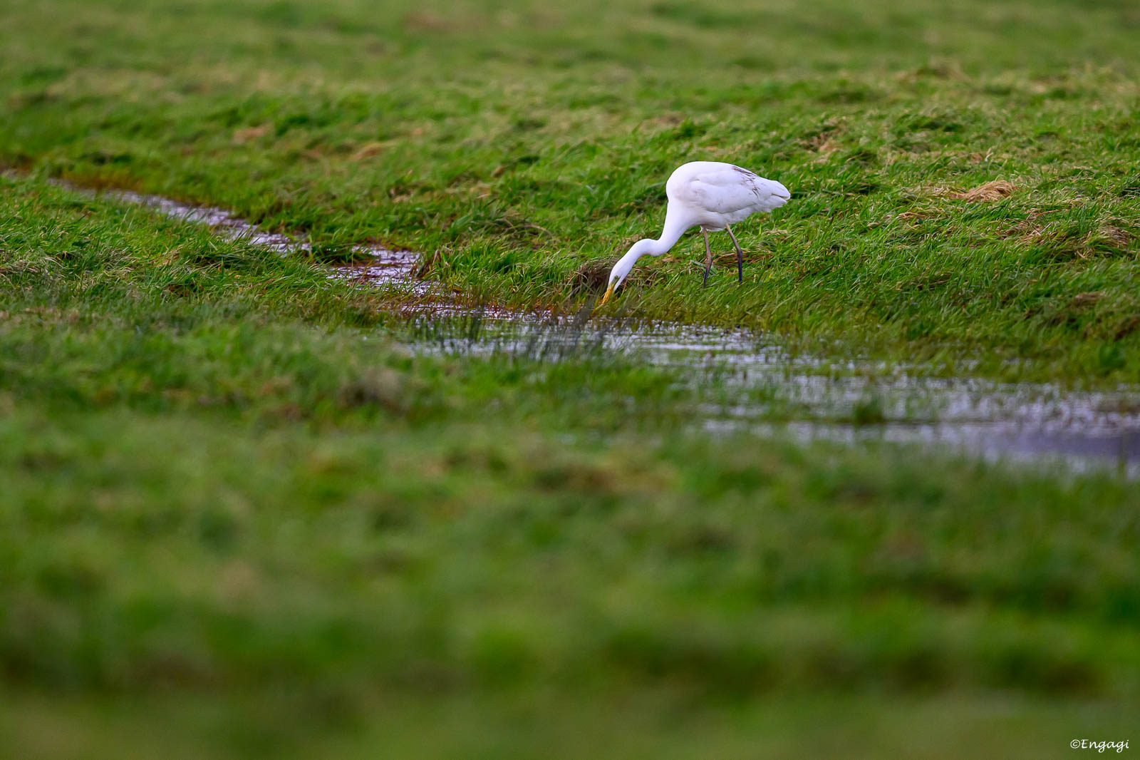 DSC_5247.jpg