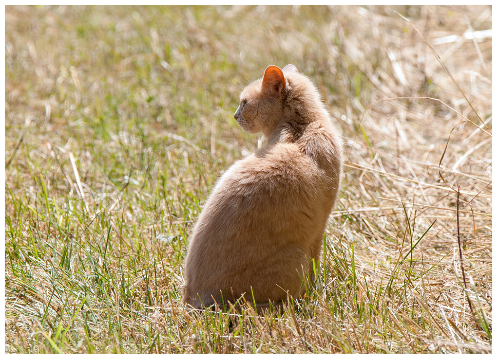 katze001.jpg