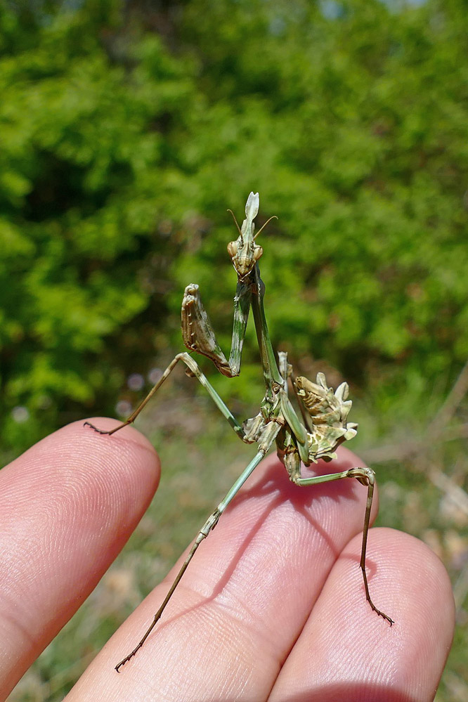 empusa_999.jpg