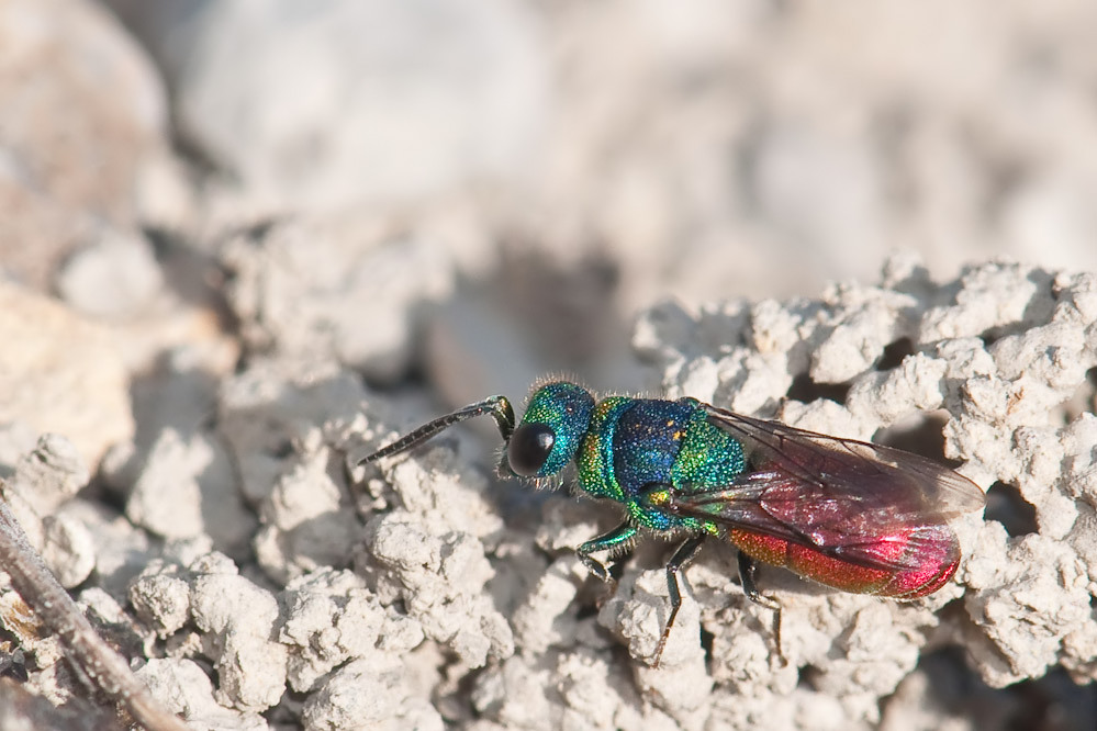 pseudospinolia_neglecta.jpg