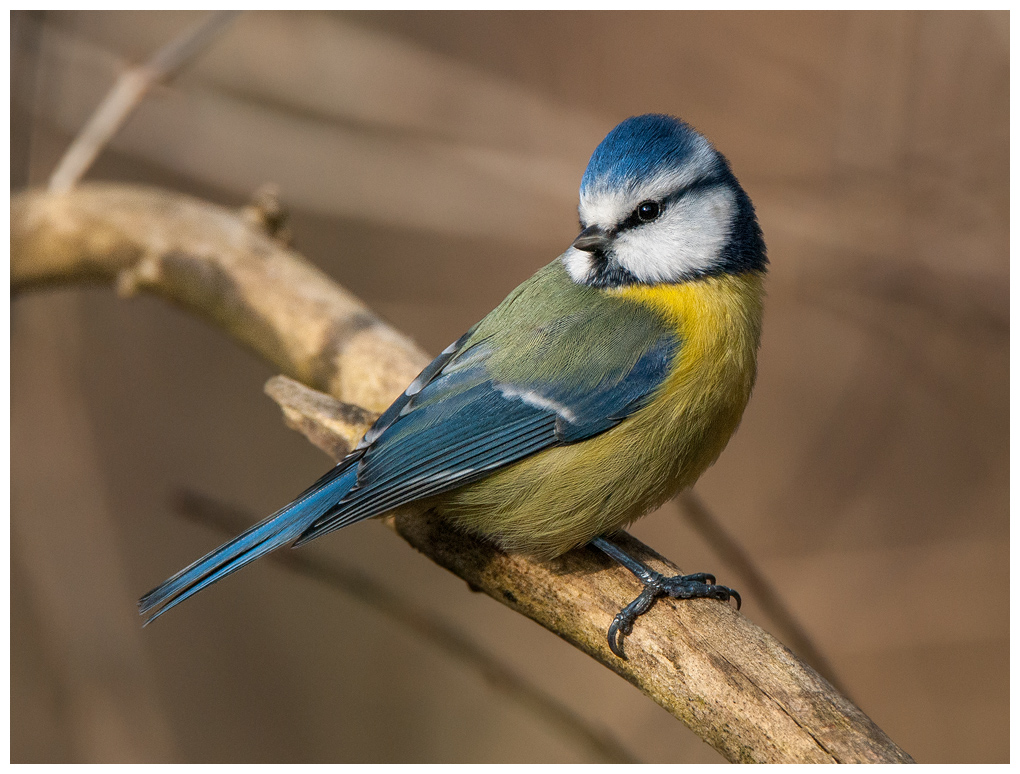 Blaumeise067.jpg