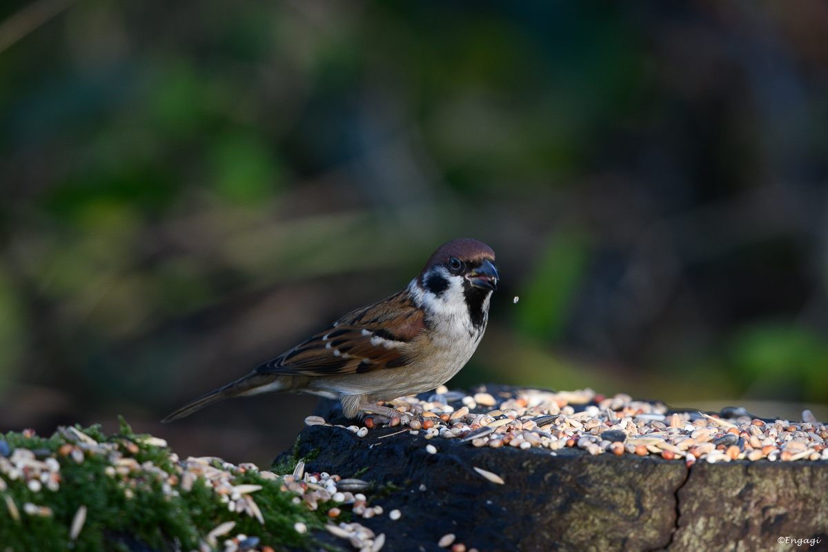 DSC_7854.jpg