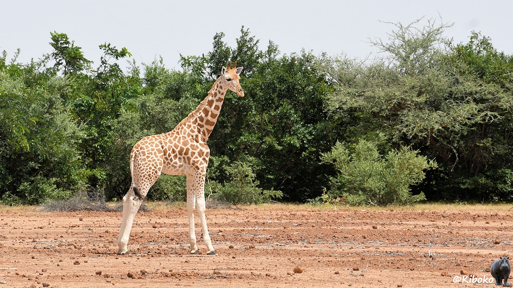 Das Bild zeigt eine stehende junge Giraffe vor einem dichten Gebüsch.