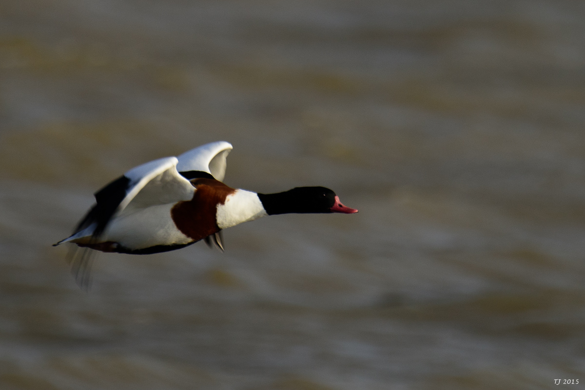 DSC_1585.jpg