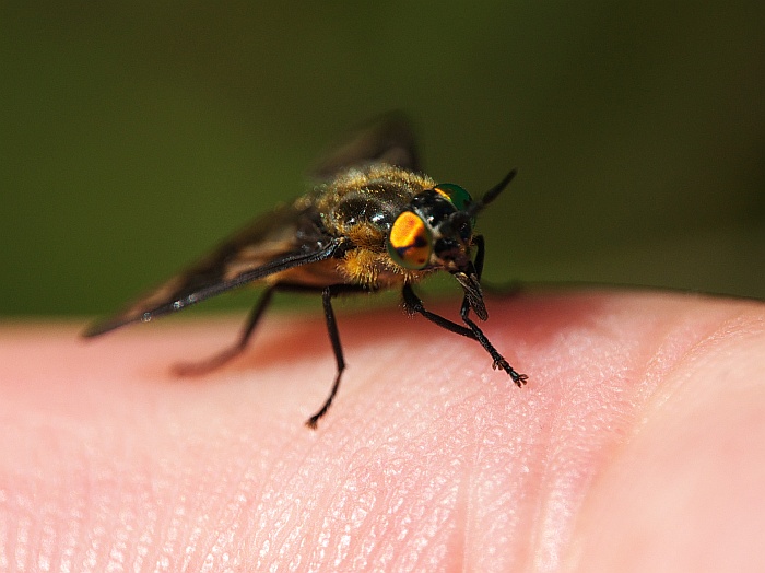 fliege.jpg
