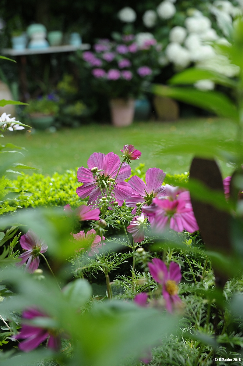 cK.R.-540DSC_1545.jpg