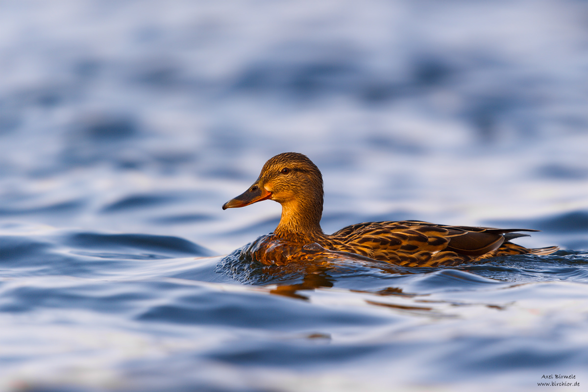 20150315_0002_PS_1200Px.jpg