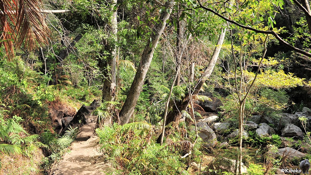 Das Bild zeigt einen Pfad an einem Hang. Dre Weg führt knapp an drei Bäumen vorbei. Am rechten Bildrand liegen Felsen in einen Flußbett.