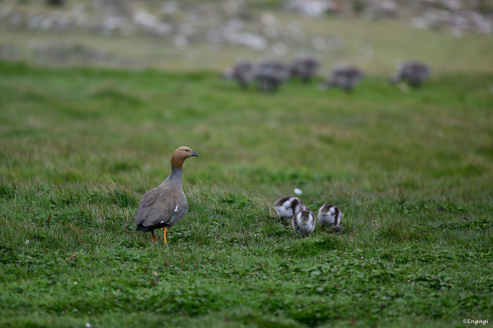 Antarktis%200326.jpg