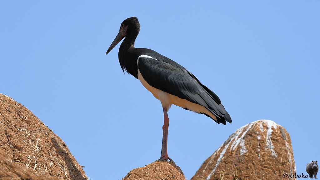 Das Bild zeigt einen schwarzen Storch mit dunkelgrauem Schnabel und weißem Bauch auf einem braunem Lehmtürmchen stehen. Die benachbarten Türmchen haben einen weißen Überzug.