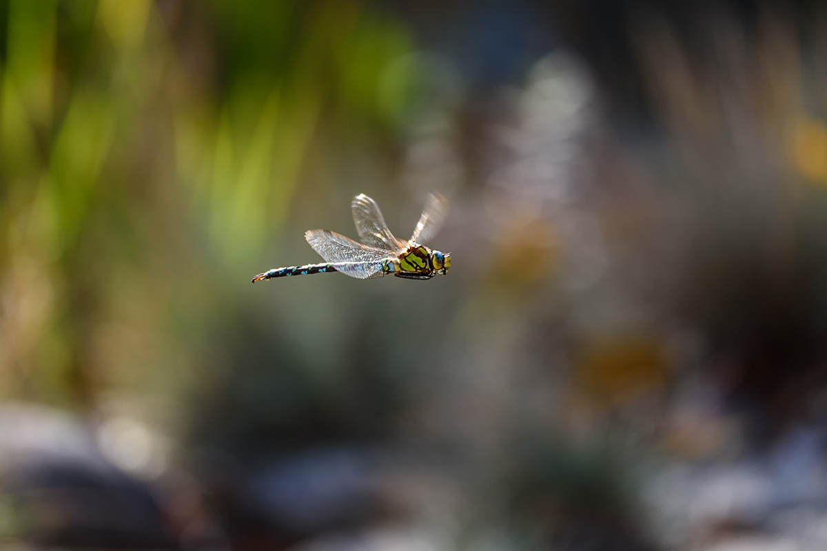 20181016_D810_0237NF.jpg