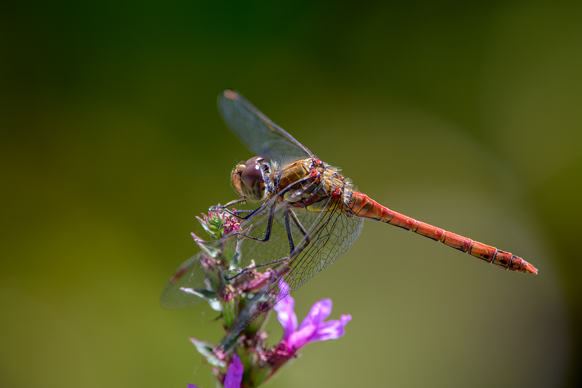 20220902_NZ9_0384_DPNF.jpg