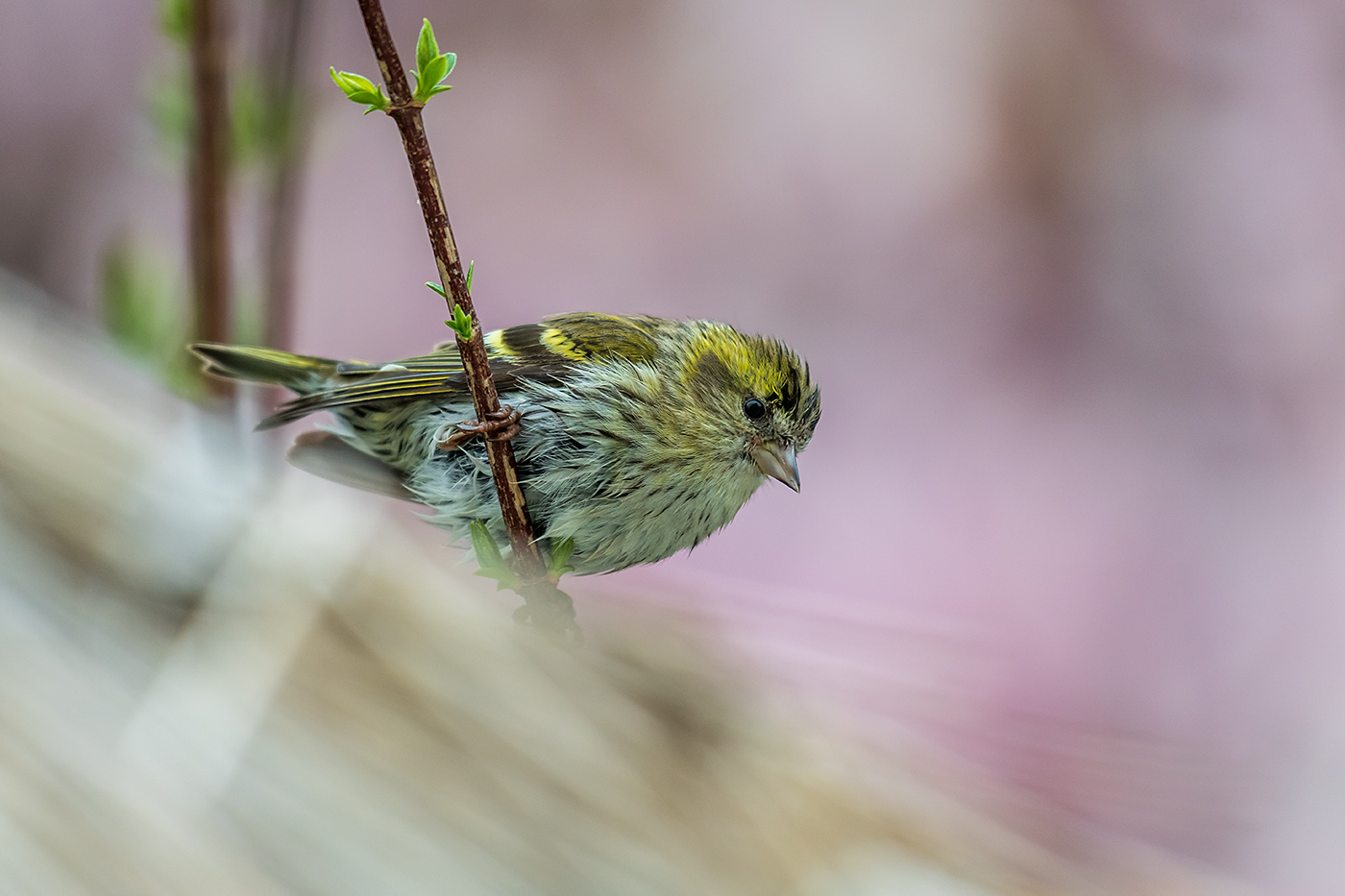 20190413_D850_0702NF.jpg