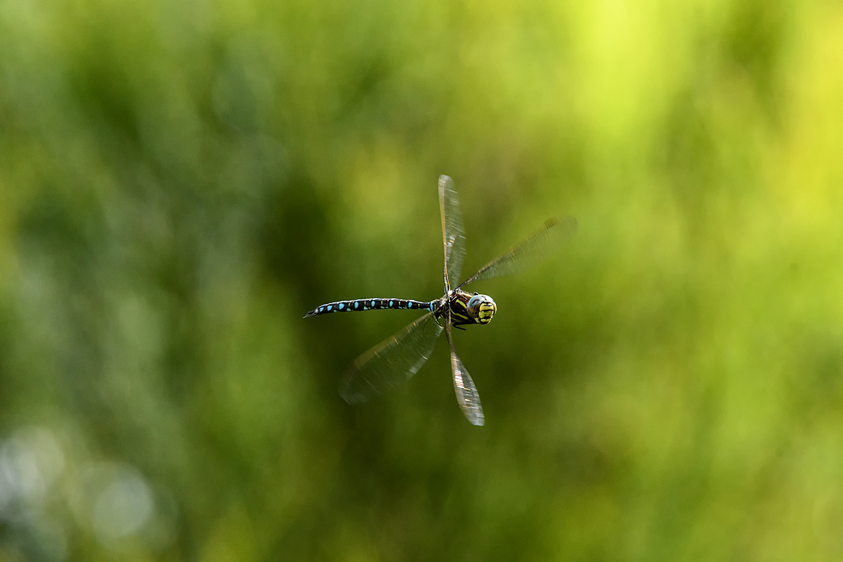 20170823_D500_2368NF.jpg