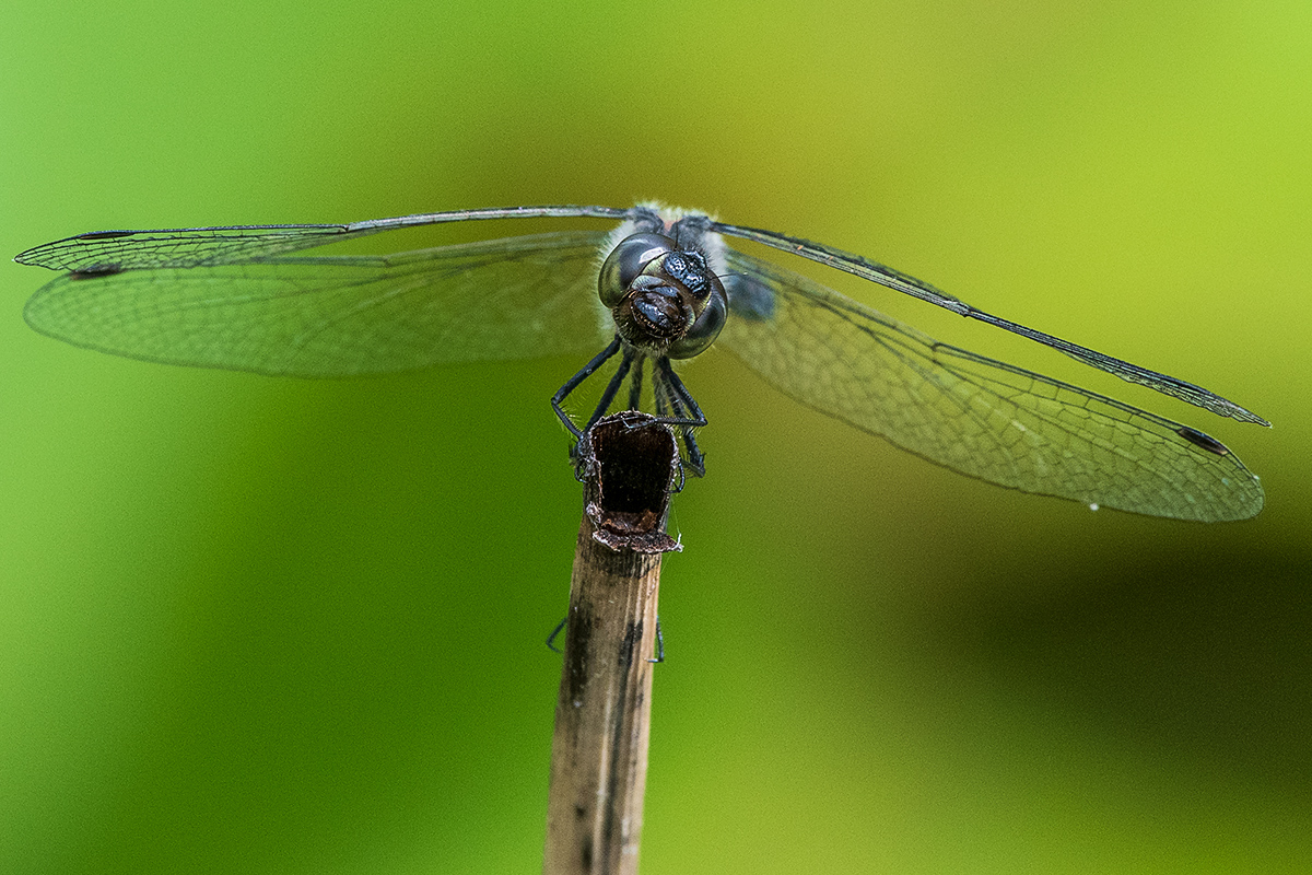20190810_D500_0264NF.jpg