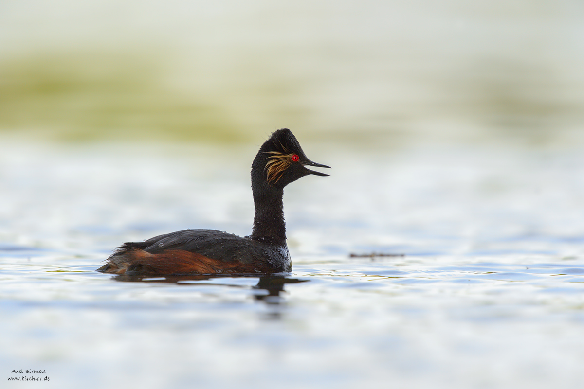 20150518_0214_PS_1200Px.jpg
