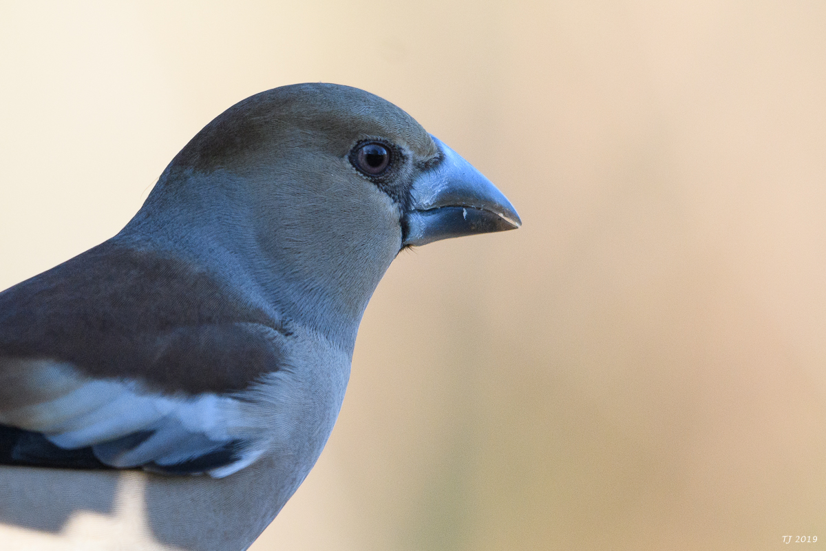 DSC_7244.jpg