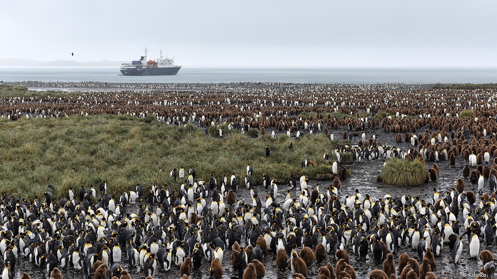 Königspinguine in Südgeorgien