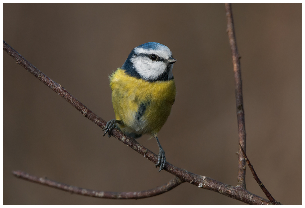Blaumeise018.jpg