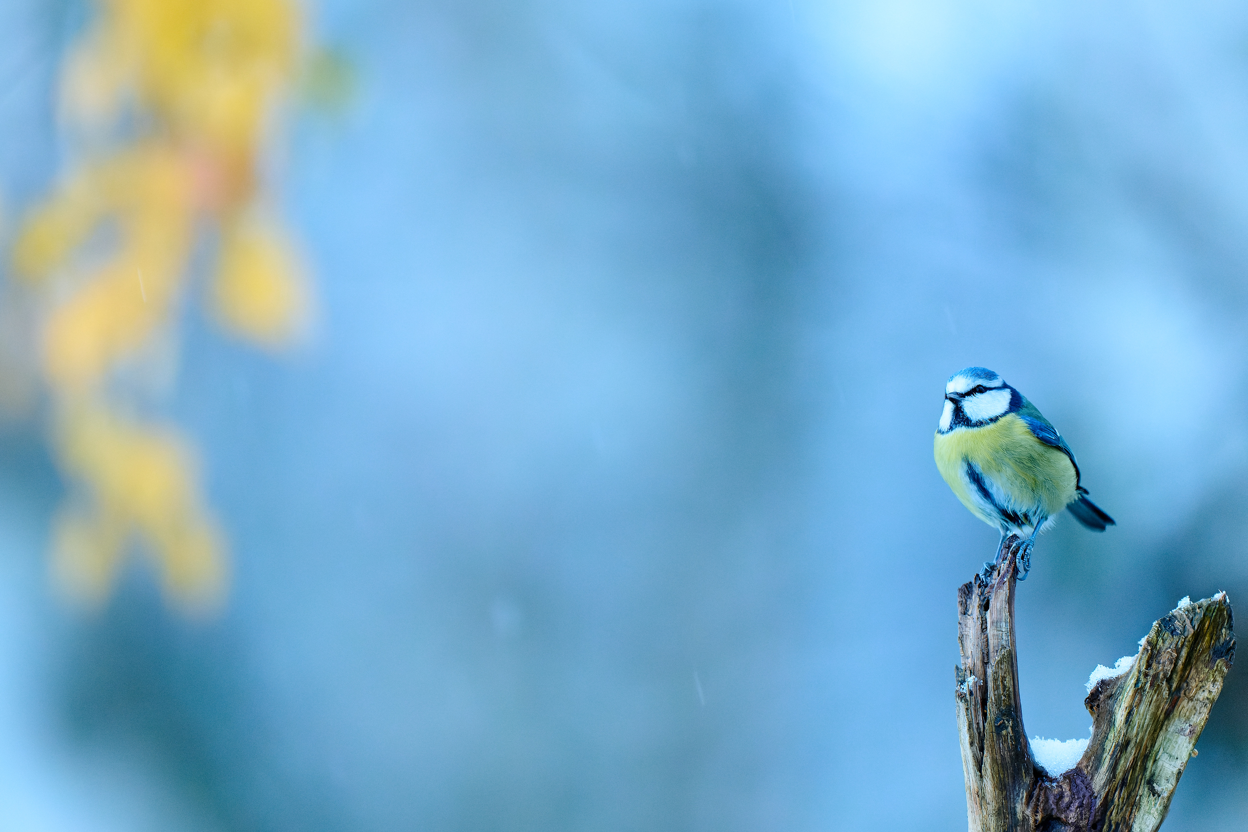 DSC_1534-NEF_DxO_DeepPRIME-X5.jpg
