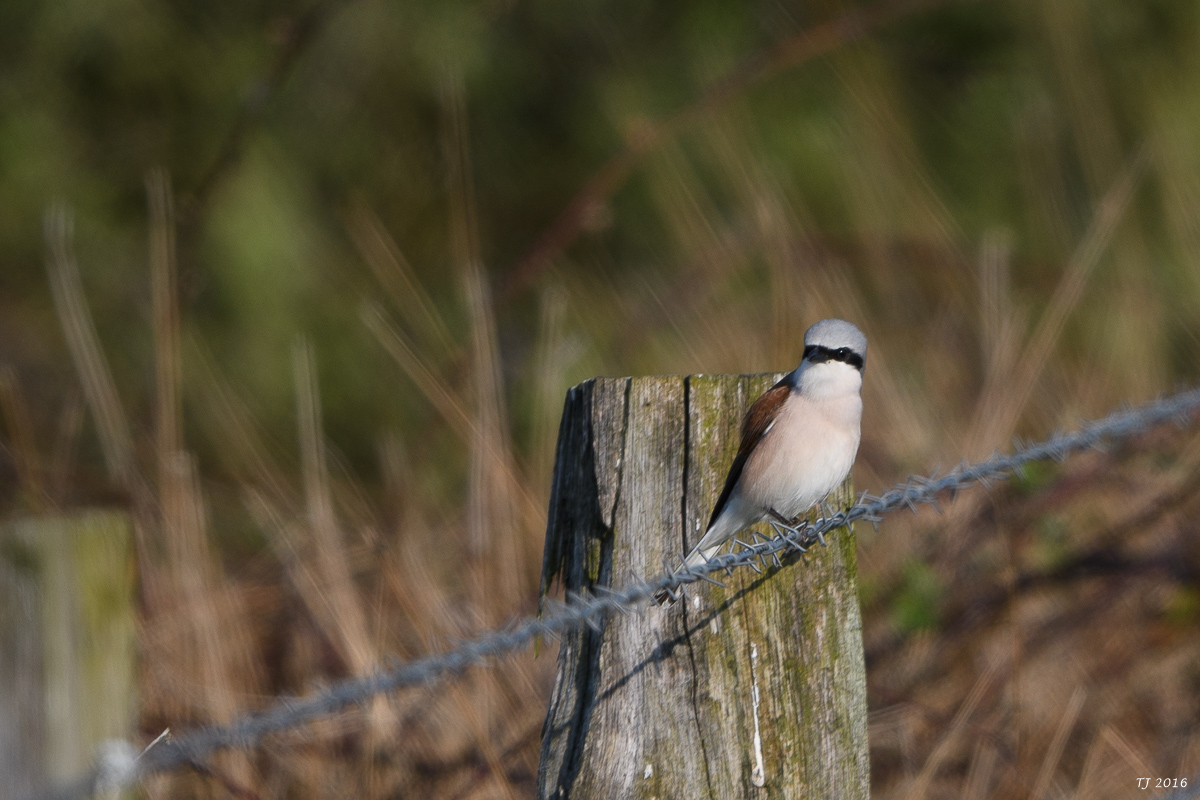 DSC_0741.jpg