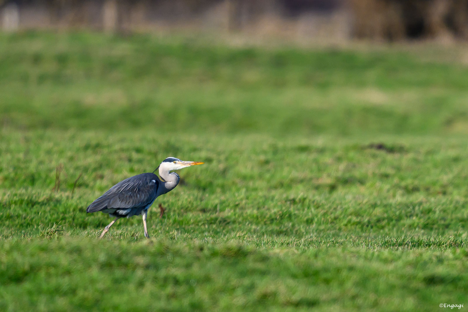 DSC_5338.jpg