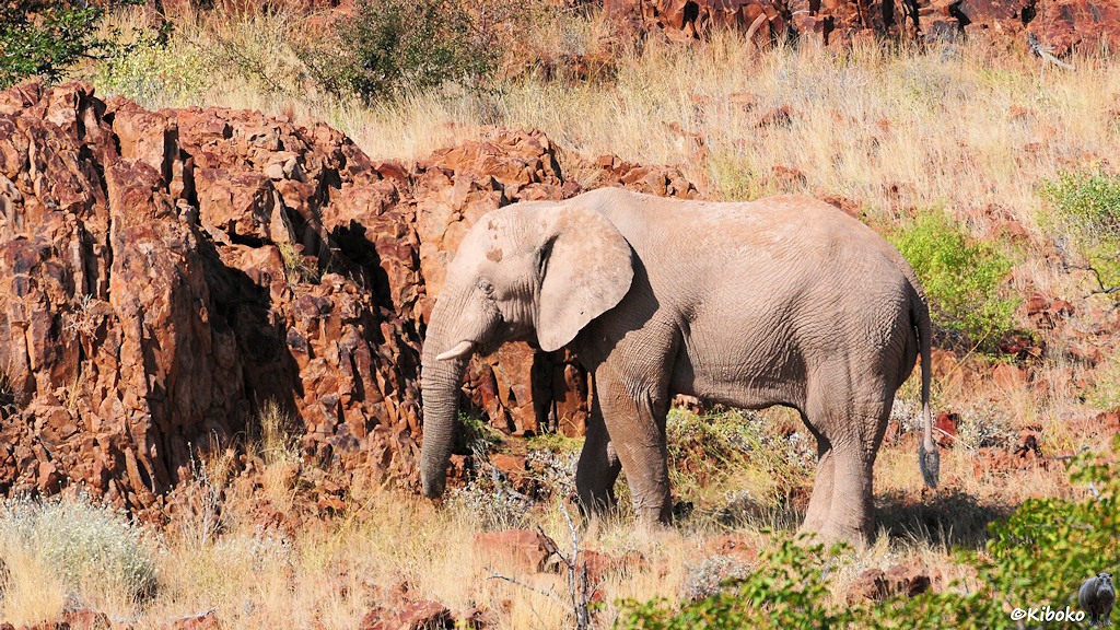 Ein Elefant mit kurzen Stoßzähnen steht vor rotbraunen Felsen.