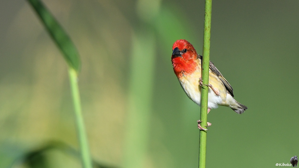 s713_Kidepo_CardinalQuela_6069.jpg