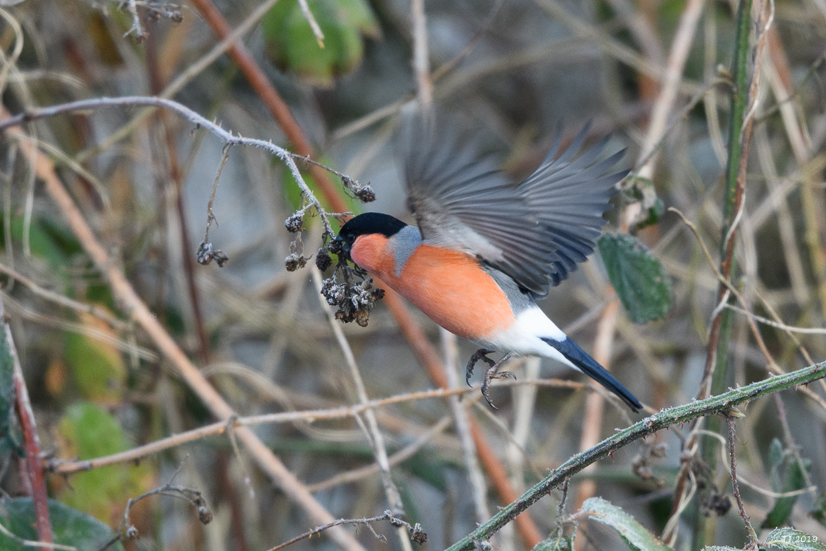 DSC_7085.jpg