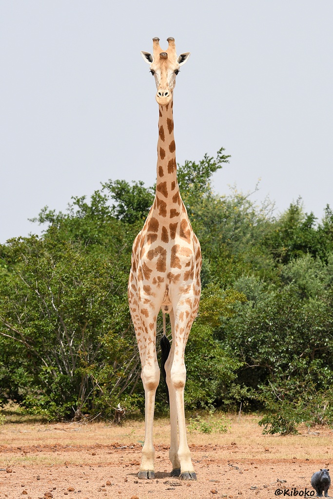 Das Bild zeigt eine Hochformataufnahme einer Giraffe direkt von vorn.