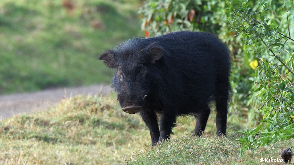 Das Bild zeigt ein Schwein mit langen schwarzen Haaren auf einer kurzgefressenen Wiesenfläche zwischen Straße und Gebüsch.