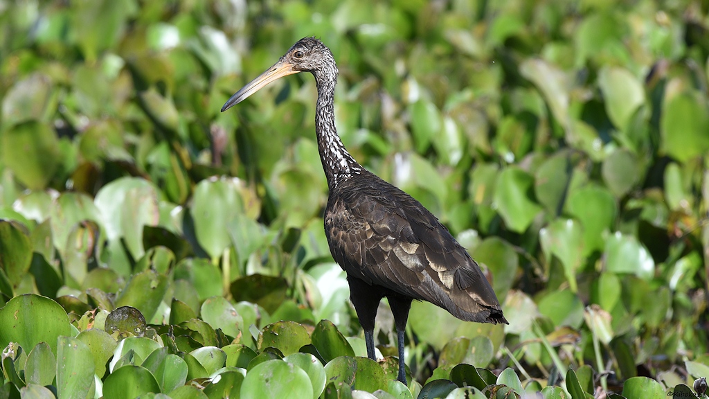 s170_Piuval_Limpkin_9970.jpg