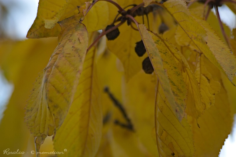 s_DSC_0107_lzn.jpg