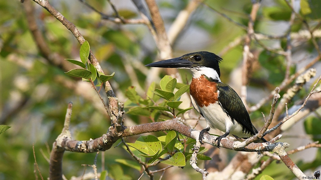 Ein Grün-weißer Eisvogel mit rotbraunem Bauch sitzt in einem Baum