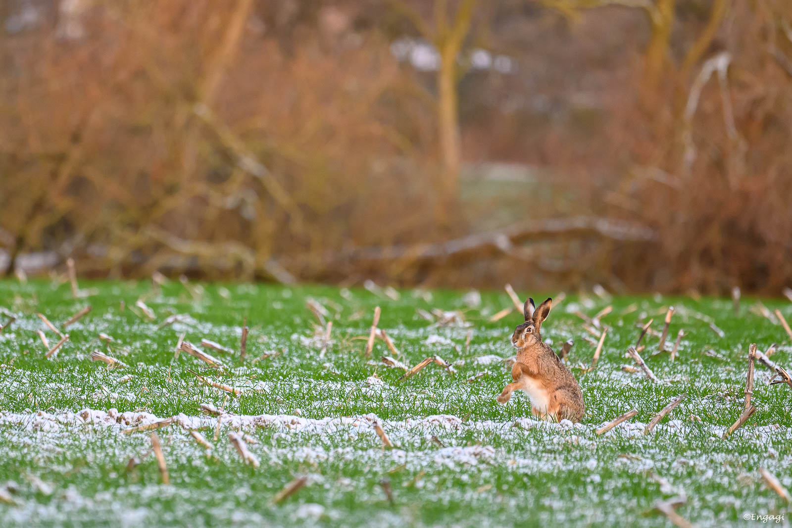 DSC_6481.jpg
