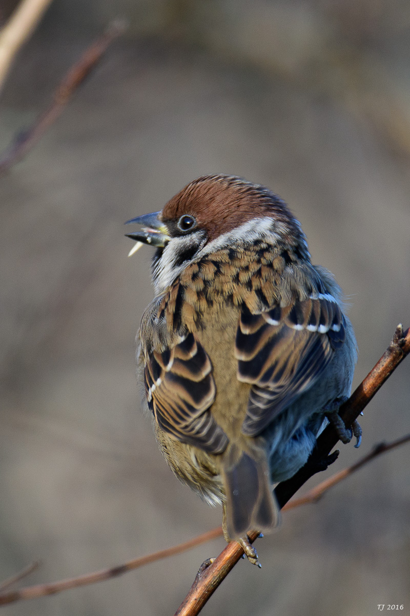 DSC_1869.jpg