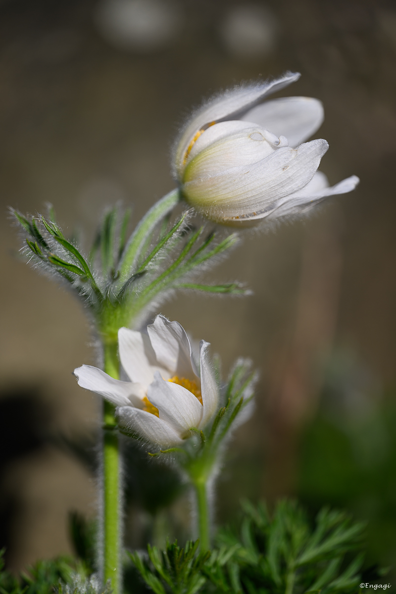 DSC_1944.jpg