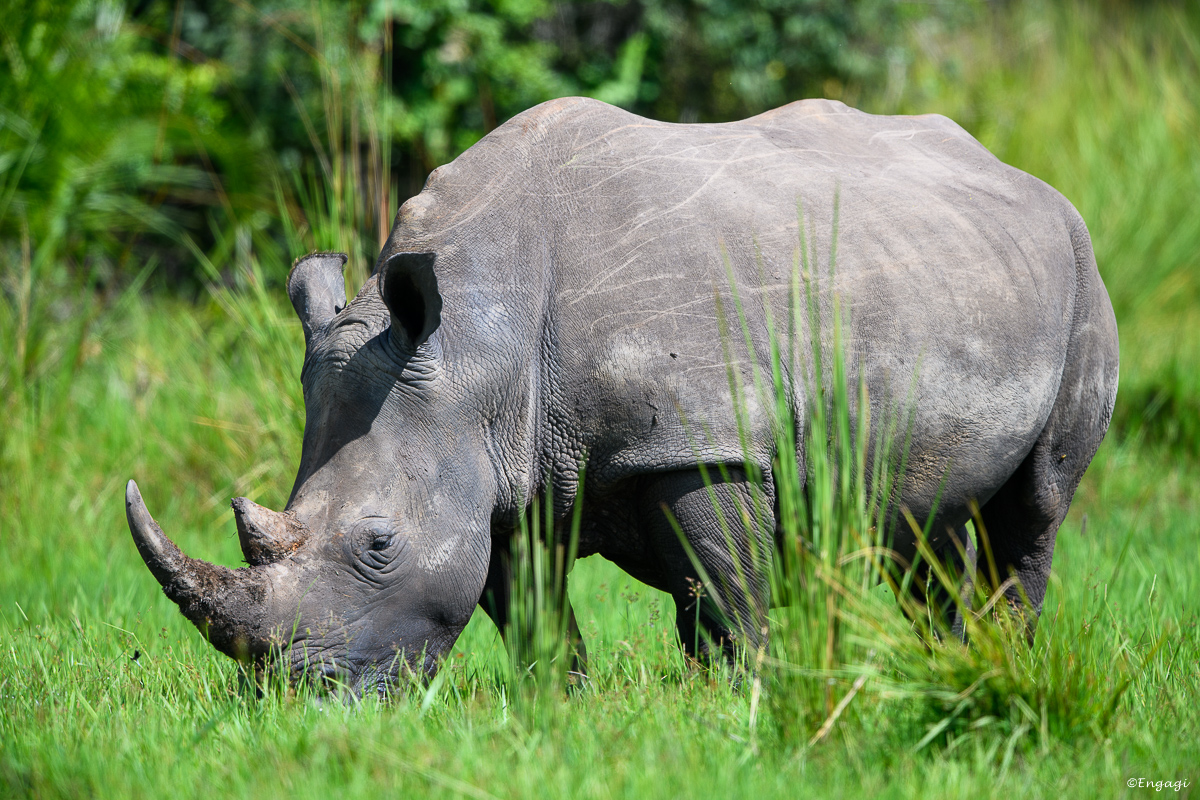 Uganda%200065.jpg