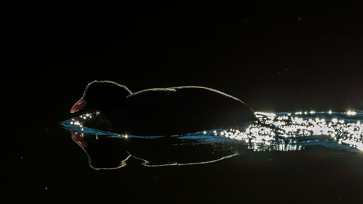20201217_D500_1768wNF.jpg