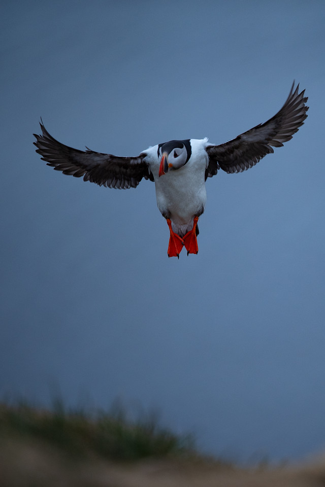 DSC_8068-X2.jpg