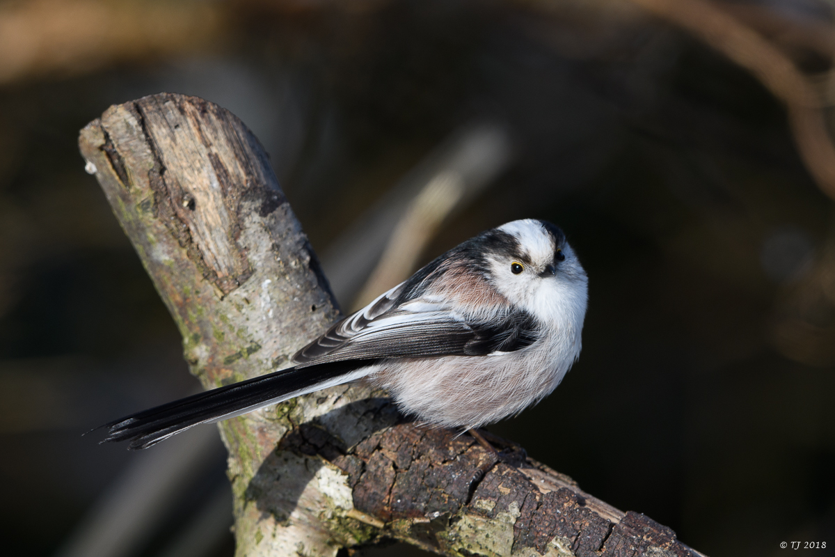 DSC_3336.jpg
