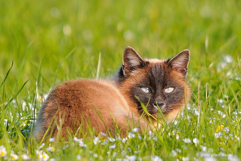 katze1.jpg