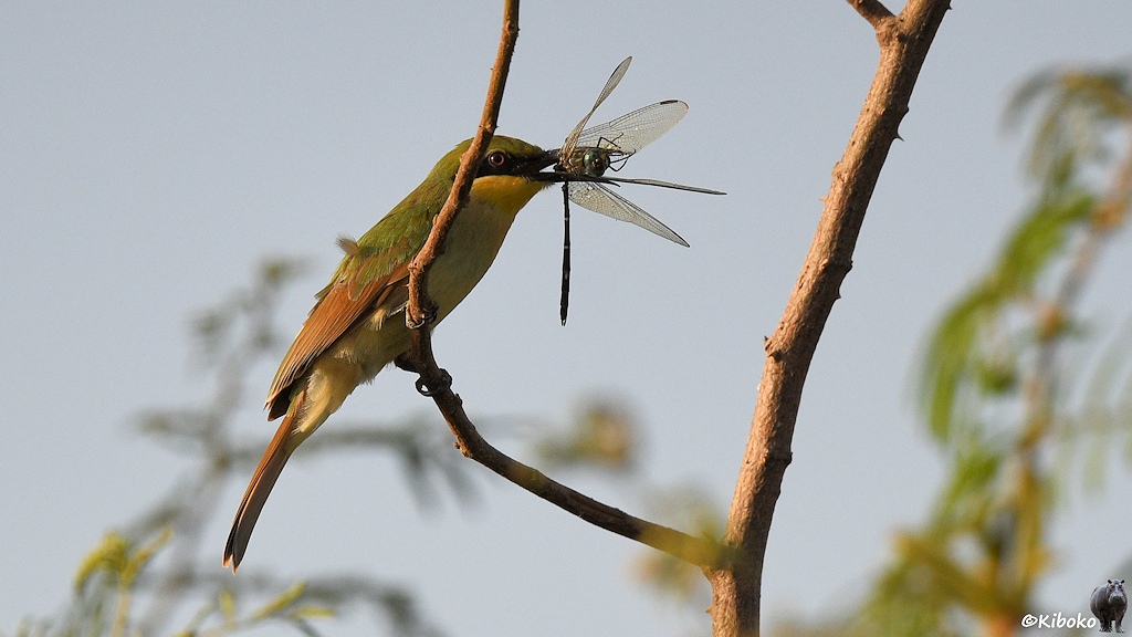Das Bild zeigt einen grüngelben Vogel mit bräunlichem Schwanz. In seinem Spitzen Schnabel ist eine Libelle.