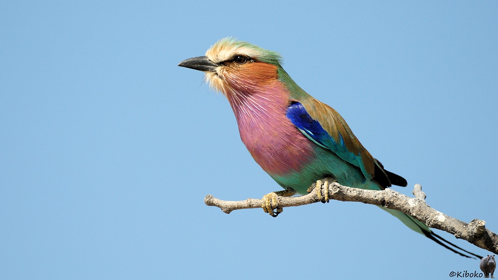 Ein Vogel mit weißer Stirn, Orangenen Wangen, lila Brust, türkisen Hinterteil und blauen Flügelfedern sitzt auf einem trockenen Ast.